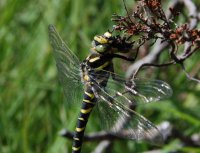 Dragonfly with captured bumblebee